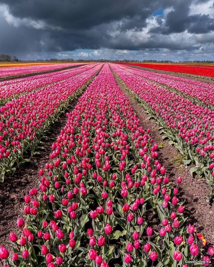 Цветы Нидерланды