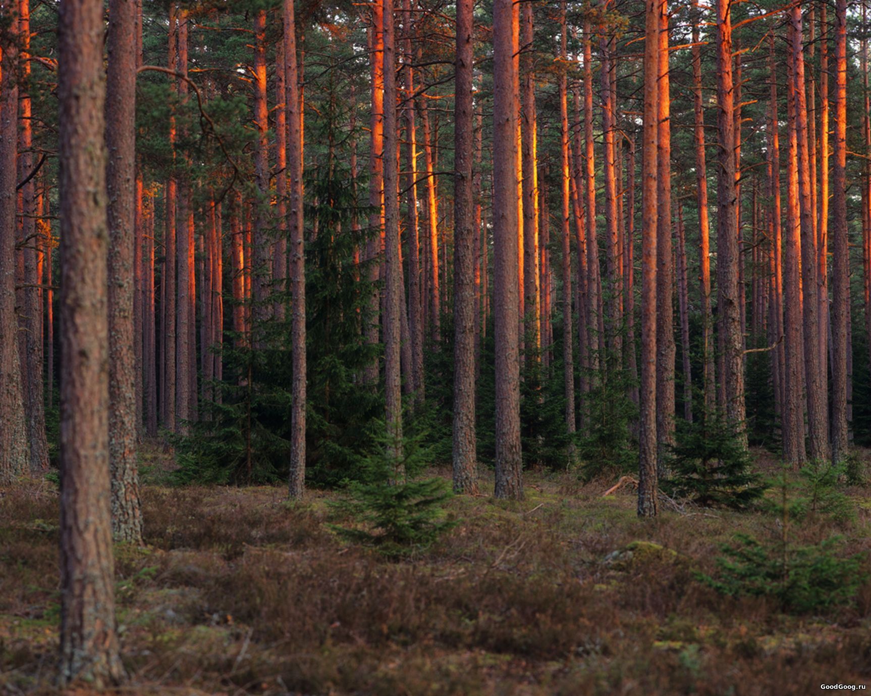 Лес в Латвии